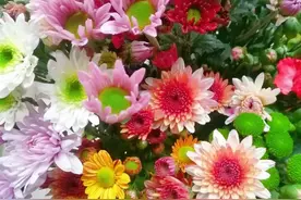 花——有期图片