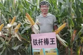 2022玉米选种重大误区之二：大棒高产，小棒低产？图片