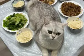 主人一吃饭，猫咪就围过来发出灵魂拷问：你好意思一个人吃独食？图片