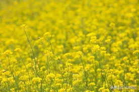 成语解“春”，中国文字真奇妙！图片