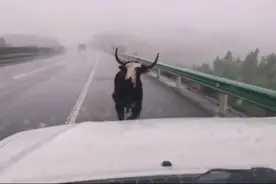 南阳一疯牛高速路上乱跑，特警一枪将其击毙图片