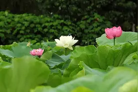 一个女人好不好撩，请她吃顿饭就见分晓图片