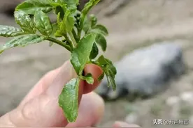 解谜：中堂、部堂、中丞是什么？图片