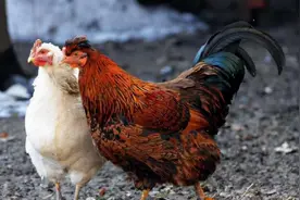 母鸡产蛋量为何如此高？没有公鸡帮忙，母鸡产的蛋，还有营养吗？图片