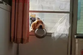 河北一女子忘给狗狗喂饭，狗子叼盆满脸委屈，主人自嘲变食堂大妈图片