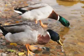 为什么鸭子看似每天喝那么多水，肚子都不会涨？图片