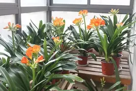 君子兰开花的3个征兆，只要出现一个，就离开花不远了图片