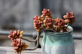 温度超过30℃，养多肉，做到“4不1多”，不黑腐不化水，状态好图片