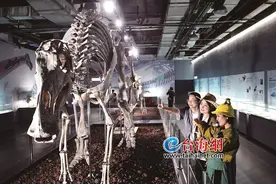 恐龙化石科考展今起对外开放 去厦门科技馆“寻龙”吧图片