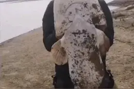 鲶鱼最大能长多大？江西男子钓起“鲶鱼王”，疑似突破生长极限了图片