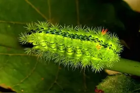 俗称“辣子树”，南方的一种怪树，吃不得碰不得，在过去却大量种图片