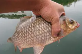 为什么说产籽后的鲫鱼难钓，看了这些经验，恍然大悟图片