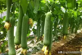 丝瓜开花结果少咋办？找出原因对症施治，老农告诉你6个秘诀图片
