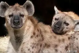 为什么雌性斑鬣狗长出假丁丁？那么它们如何繁育后代呢？图片