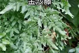 中药排石，治疗肾结石，通淋排石中成药大全图片