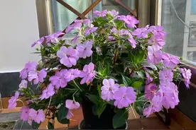 好看又爱开花的植物—超级凤仙花，从春末到深秋，而且耐热好养活图片