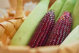 花青素爆表！天府农博园紫色高甜鲜食水果玉米来啦（内附购买方式~）图片