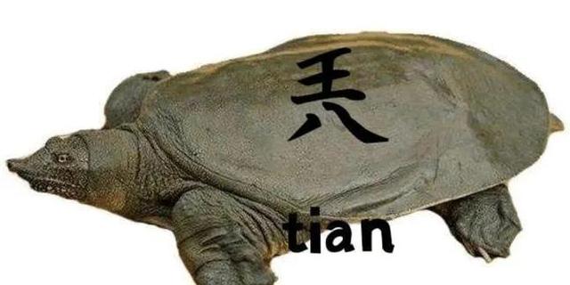 王 八=兲,怎么读?可不能读成王八