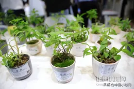 振兴中医药！中医药新风口图片