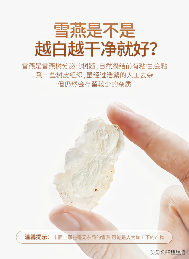 雪燕可以炖花胶吗 2026年雪燕胶和什么一起炖最好