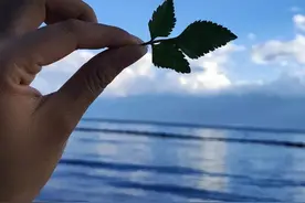 情感语录，再爱你图片