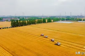 看！小麦的夏天图片