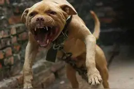 这6种狗狗，每一只都很威武，但没人敢养图片