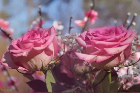 一次停电，成就我和大十岁的邻居大叔的爱情图片