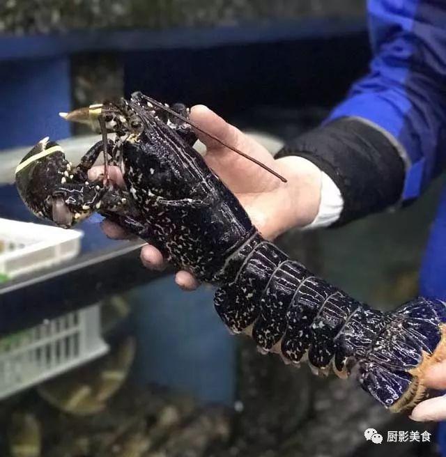 花胶选几级的 花胶等级顺序鱼胶排名大全