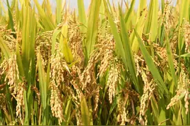 种植水稻如何选种？选主导品种，速看2023年水稻主导品种汇总图片