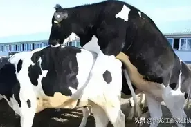 母牛的异常发情及应对措施图片