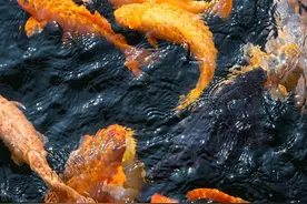 先后3次中头奖累计奖金3000万！彩票史上最强幸运儿神迹令人佩服图片