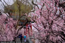 在北京乘坐地铁赏花：西郊线图片