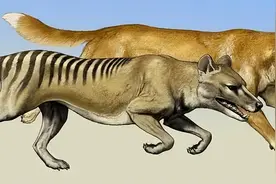 狗子“汪星人”的演化史，它们是怎么被人类驯化的图片