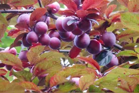 路边的“紫叶李”又要成熟了？它是水果吗？为何专家不建议吃？图片