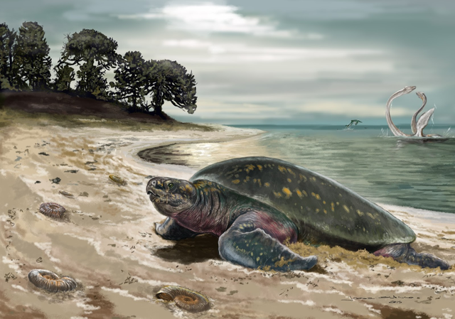 世界上最大的龟是什么 世界上最大的龟是什么品种(图5)