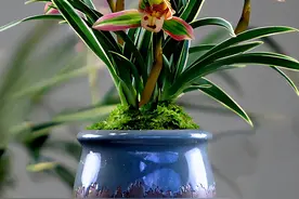 建兰浓香金边精品“帝王妃”花色罕见，花香浓醇，花开后满屋飘香图片