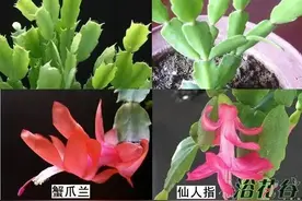 仙人指和蟹爪兰不一样，别搞错，逛花卉市场要擦亮眼睛图片