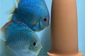 《七彩神仙鱼》蓝蛇14栋，从产卵孵化到下身全过程，新手值得借鉴图片