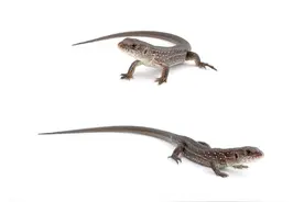 说起蜥蜴，很多人的感觉是丑陋、可怕的动物，其实大多温顺可爱图片