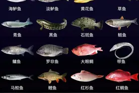 常见20种海鲜鱼类的肉质图片