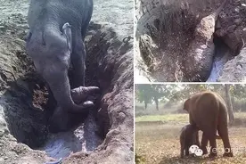 大象的情感与苦难图片