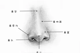 零基础临摹教程，教你画五官鼻子图片