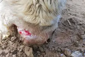 21种最常见牛病的治疗方法图片