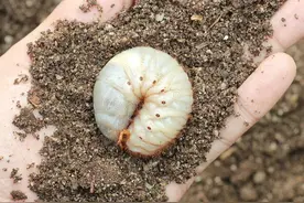 蔬菜地蜗牛、蛴螬多？往地里撒一把茶麸，有效解决杀虫难题图片