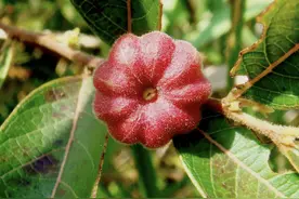 农村竹林里，有1种“算盘子”，是公认的野果，如今比山莓还珍贵图片