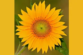 心理测试：第一眼喜欢哪朵花，测你是心机深还是傻白甜？图片