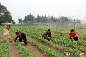 种植萝卜、胡萝卜和白菜，起垄和平地哪个好？原来一直都做错了图片