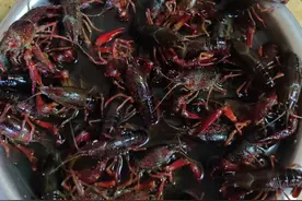 实践出真知，小龙虾终极洗法和空气炸锅版小龙虾图片