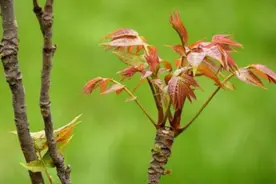 “百木之王”香椿木，没想到它竟然也可以做文玩图片